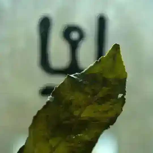 • ЧАЙНАЯ ШАМАНИКА •