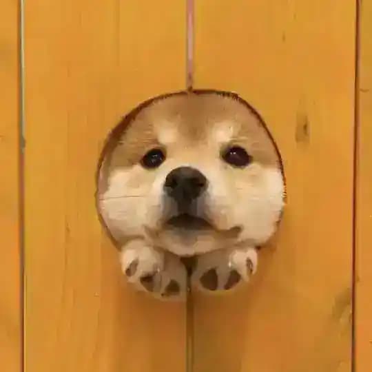 柴柴樂園