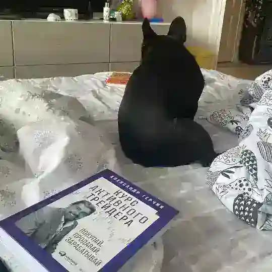 Котики плывут на коучинг