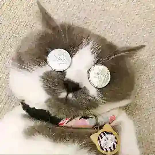 芝士通知频道