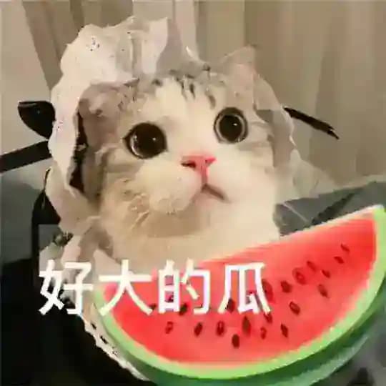 全网搞笑吃瓜猎奇