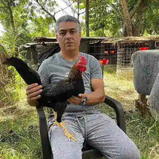 Gallos Chinito Genao