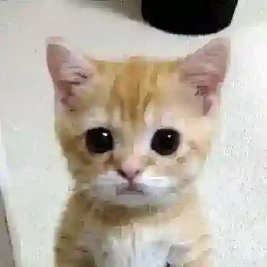 чмоня 18+
