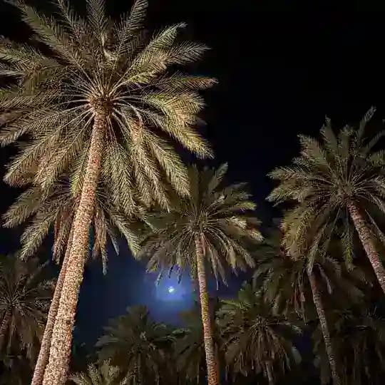بـوَح