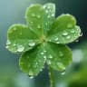 clover开发日记