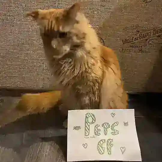 переезд PETS CF