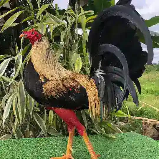 Criadero Mala Fama
