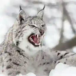 Mir Banditow Profile