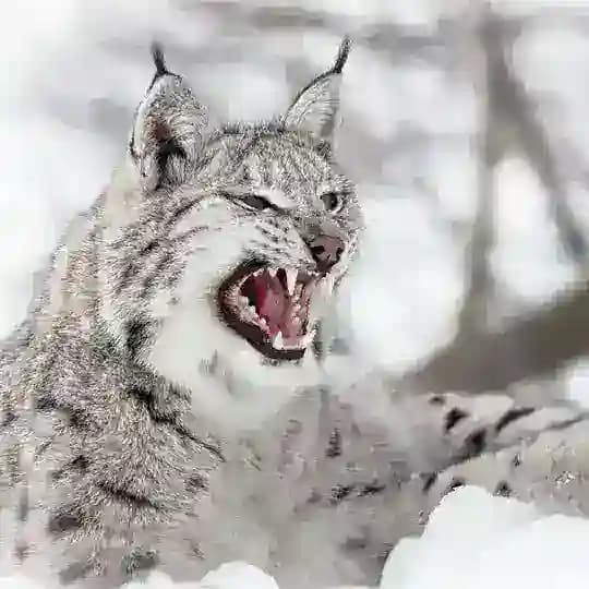 Mir Banditow Profile