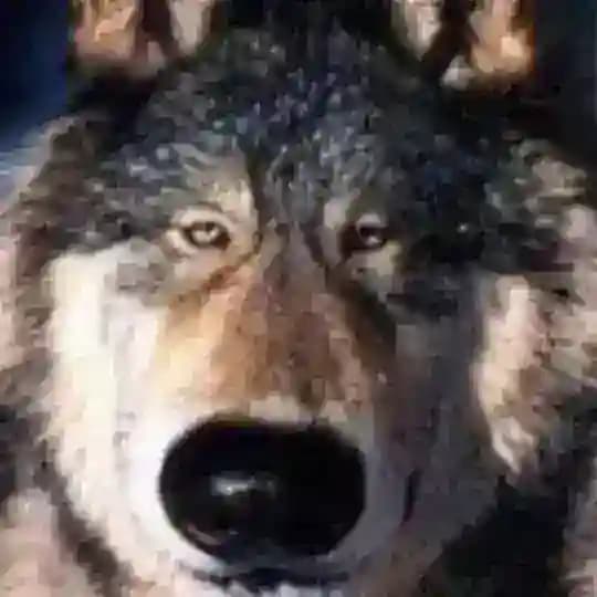 Кринженер