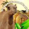 Crypto Camel Calls 🐫