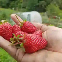 Cultiva Tu Huerto - Huertina De Toni Profile