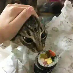 MeowMeowMeow Profile