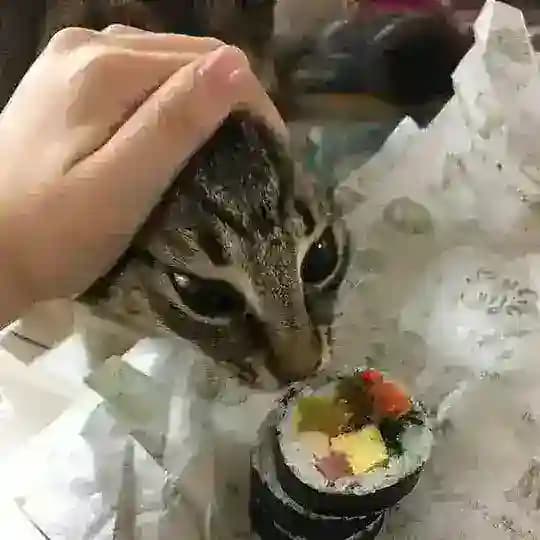 MeowMeowMeow Profile