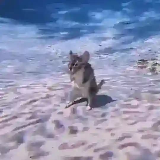 Дэб