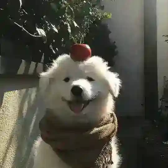 大🐻供需（5u一条）