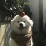 大🐻供需（5u一条）
