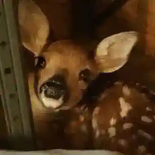 Deer confession+daily ༘⋆゚