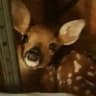 Deer confession+daily ༘⋆ﾟ