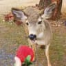 Deerposts