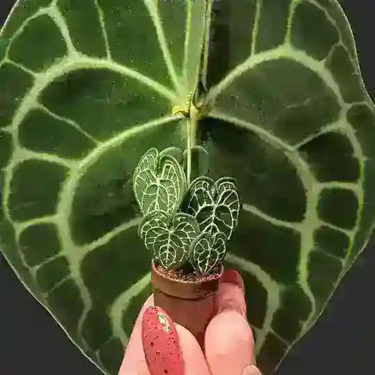 Делика🌿 зеленая полка