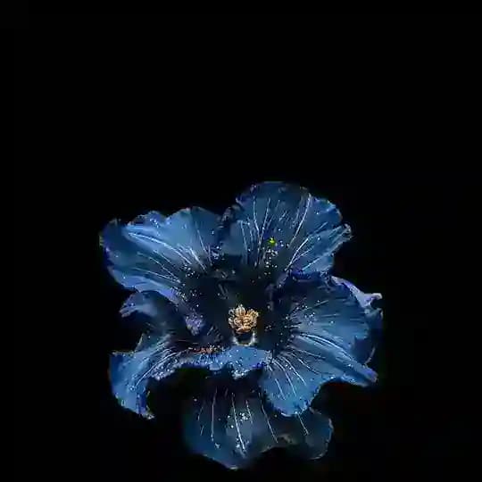 JamilaGalleria Profile