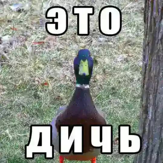 Дичь 18+