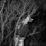 deathposture