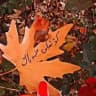 🍁کۆشٰہٰٖکی خٰہٰٖەیاٰڵ🍁