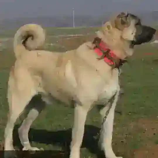 🐕🐕‍🦺🦮🐶KÖPEK DÖVÜŞLERİ 🐶🦮🐕‍🦺🐕