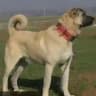 🐕🐕‍🦺🦮🐶KÖPEK DÖVÜŞLERİ 🐶🦮🐕‍🦺🐕