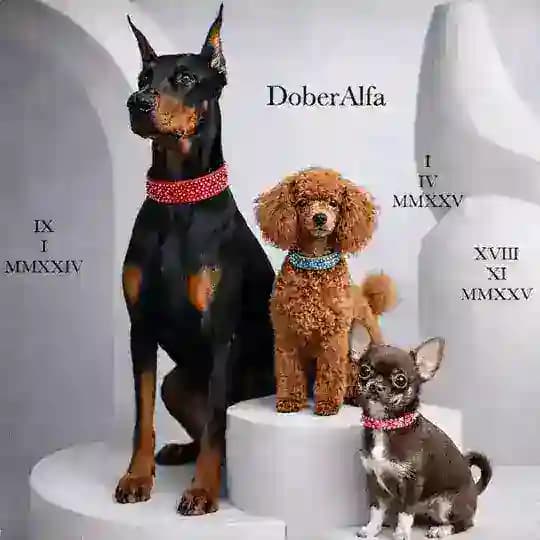 Доберман Альфа 🐾