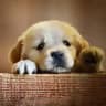 Doggy Needs Friend - Portal