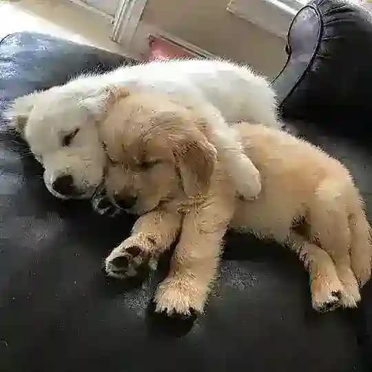 СОБАКИ CONFESSION 🐶🐾