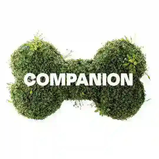 Companion | амуниция для питомцев