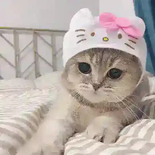 ДОРАМЫ 💗🐈