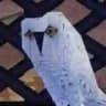 В гостях у Дорин 🦉