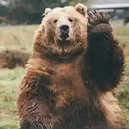 雙熊勁屠馬會