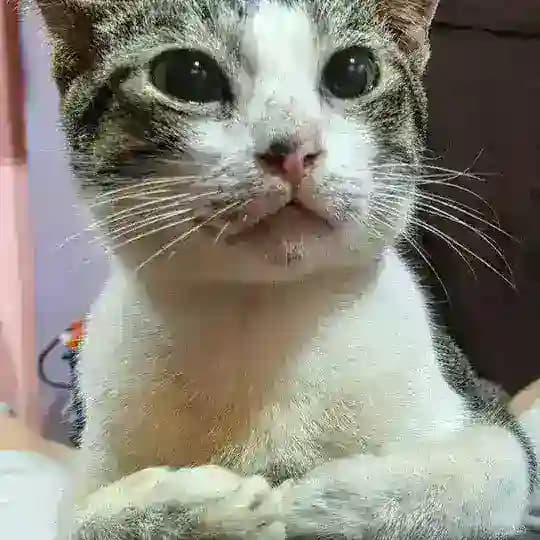 ဒရမ်မာ