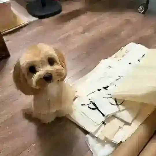 多多酱的窝居