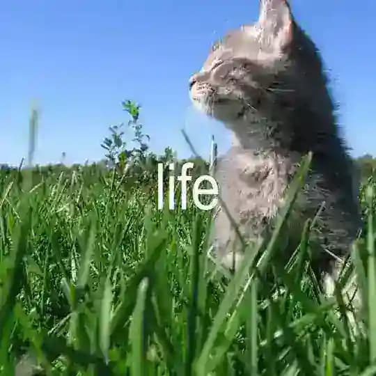 дурик
