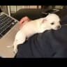 Teacup chihuahua puppies for adoption ❤️♥️