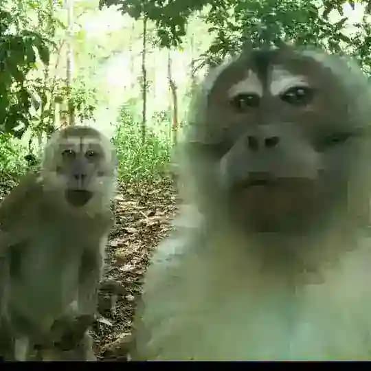 Editor prank golos Profile