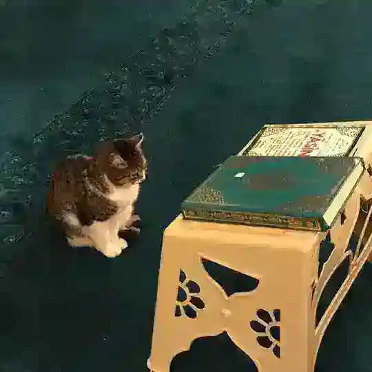 دفء