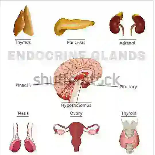 Endocrine module Profile