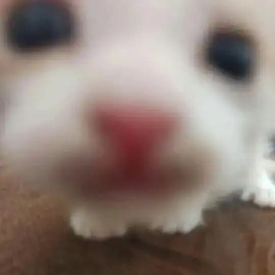 bukan long text Profile