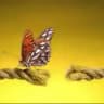 دوره ی جذب خواسته ها با تارهای اتری