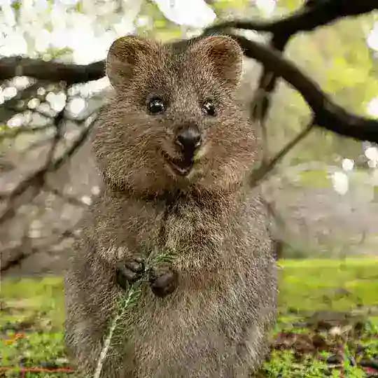extreme animals