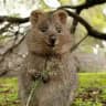 extreme animals