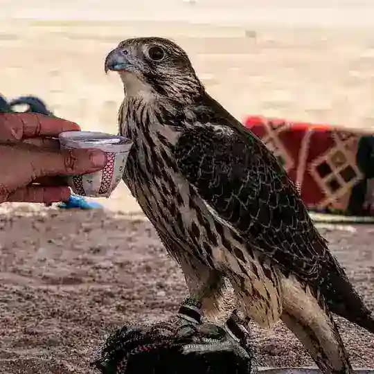 شعر ليبي Profile